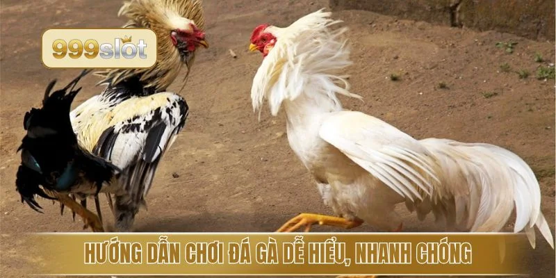 Hướng dẫn chơi đá gà dễ hiểu, nhanh chóng