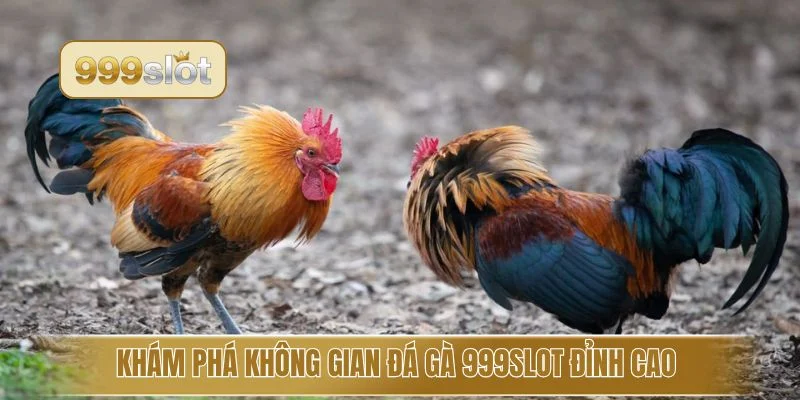 Khám phá không gian đá gà 999slot đỉnh cao 